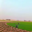 جميع انواع الثيل الطبيعي ثيل سي 2000فرنسي
