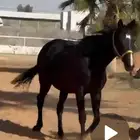 Produced mare with papers resembling an Arabian horse in AlZulfi