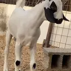 تيس بيشي