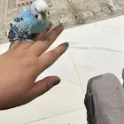عصافير
