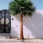 نخل واشنطني امريكي زينه للبيع
