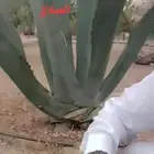 الصبار العملاق