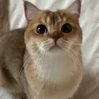 قط بريتش معقم
