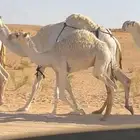 قعود للبيع
