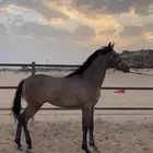 مهر شعبي