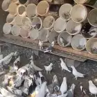حمام للبيع