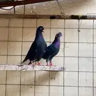 حمام قطيفي
