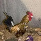 ديك بلدي قصيع اذين