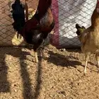 للبيع ديك كفو