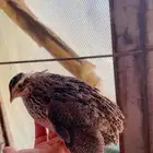 سمان او فري ذبح او تربيه