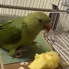 ببغوات للبيع