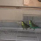 للبيع طيور حب للبيع جوز