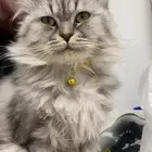 قط تبني ذكر
