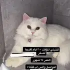 قطط