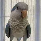 كويكر اليف مع شبك حق كاسكو ( تم البيييع )