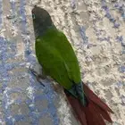 كنيور قرين شيك