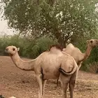 بعير للبيع