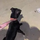 كلب بيتبول للبيع الدم نار