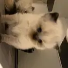 قطه همالايا