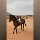 حصان شعبي كفوو