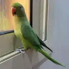 دره هندي