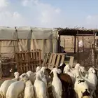 طليان و رخال كفو