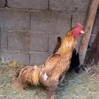 ديك باكستاني