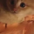 قط سكوتش للبيع