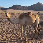 بكره للبيع