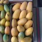 مانجو جازان من المزرعة لباب بيتك