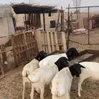 طليان برابرب