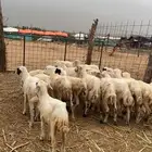 رخال رفد