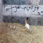 دجاجة بفرخها باكستانيه دم صافي