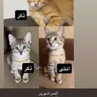 قطط صغيره للتبني
