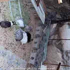 ارانب للبيع الي يبي شي طيب