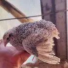 سمان للبيع ذبح وشحم