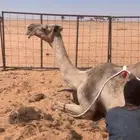 سلام عليكم موجود ابل للبيع كفو