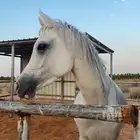 حصان شعبي