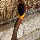 فزن فرعوني