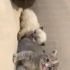 قطاوة للبيع