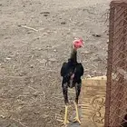 ديك بكستاني سندي