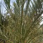 نخل عجوه صفاوي روثانه