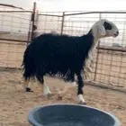 شاة نجدية للبيع