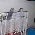 جوز