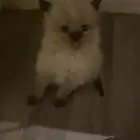 قط ذكر للبيع همالايا