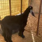 جفرتين وتيس عوارض