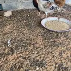 دجاجه روميه