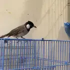 بلابيل للبيع