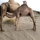 للبيع بعير عمره 6 شهور