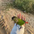 كنيور قرين شيك